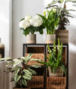 Korbmarante - Calathea 'Whitestar'
