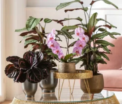 Korbmarante - Calathea 'Whitestar'