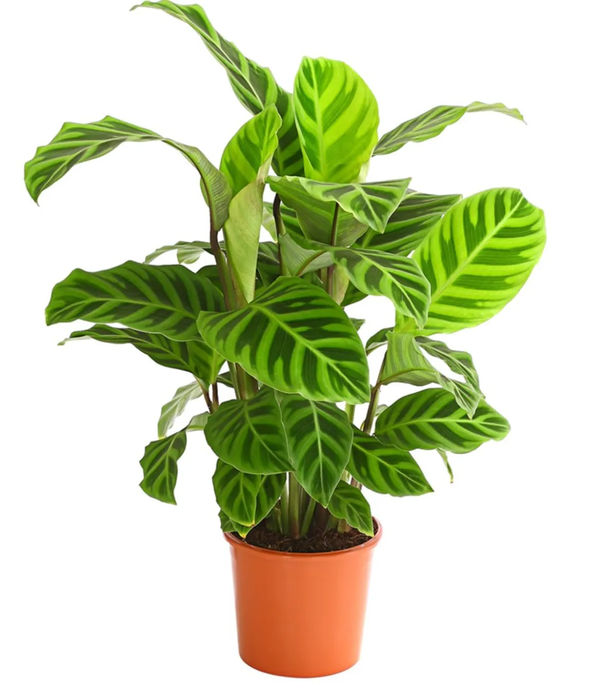 Korbmarante - Calathea zebrina
