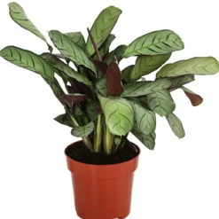 Korbmarante - Ctenanthe burle-marxii