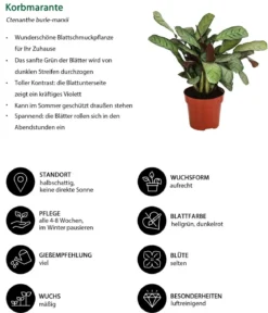 Korbmarante - Ctenanthe burle-marxii
