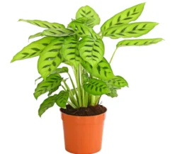 Korbmarante 'Leopardina'