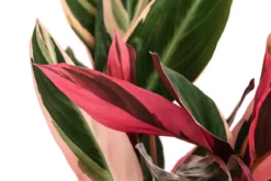 Korbmarante - Stromanthe sanguinea 'Triostar'