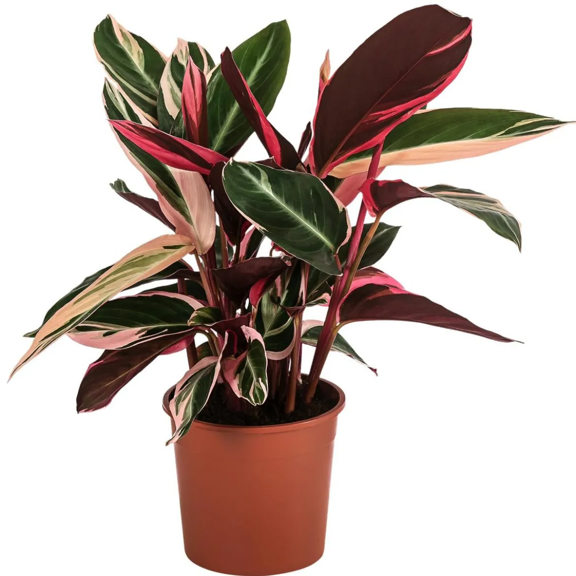 Korbmarante - Stromanthe sanguinea 'Triostar'