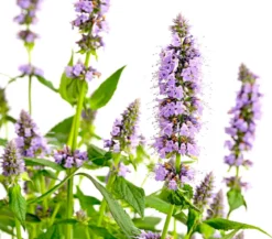 Koreanische Minze 'Blue Fortune'