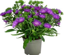 Kornblumenaster 'Mels Blue'