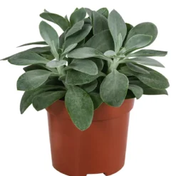 Kreuzkraut - Senecio cephalophorus