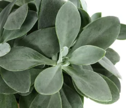 Kreuzkraut - Senecio cephalophorus