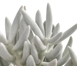 Kreuzkraut - Senecio 'Mont Blanc'