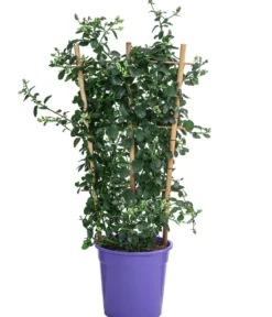 Kriechende Säckelblume