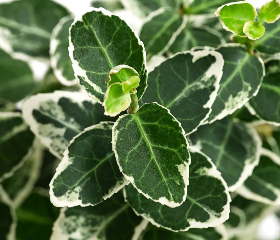 Kriech-Spindelstrauch 'Emerald Gaiety'