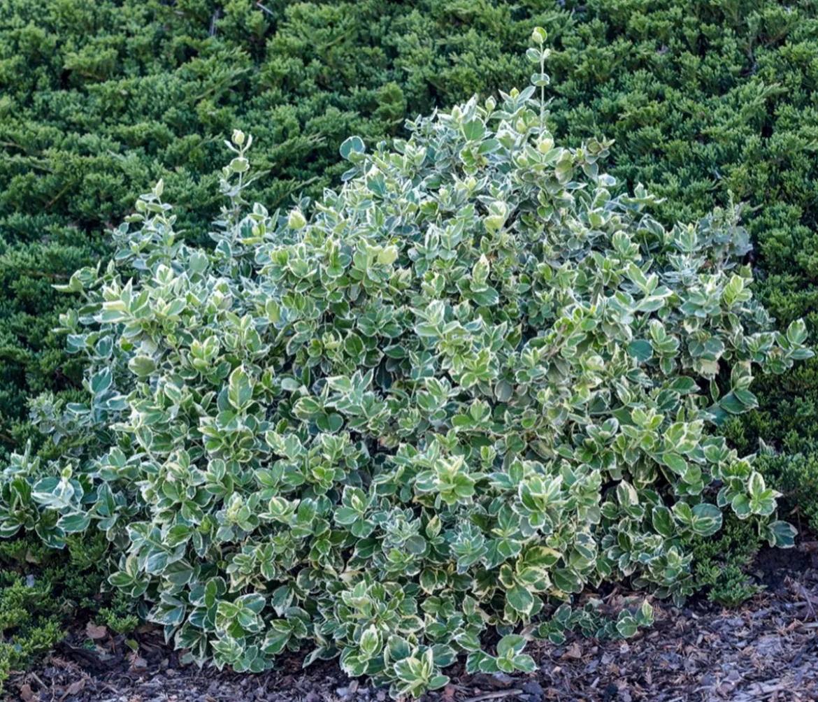 Kriech-Spindelstrauch 'Emerald Gaiety'