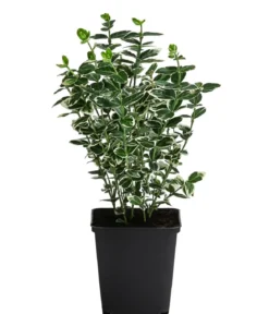 Kriech-Spindelstrauch 'Emerald Gaiety'