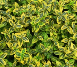 Kriech-Spindelstrauch 'Emerald'n Gold'
