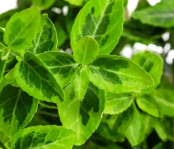 Kriech-Spindelstrauch 'Emerald'n Gold'