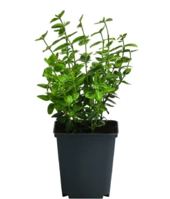 Kriech-Spindelstrauch 'Emerald'n Gold'