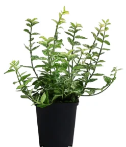 Kriech-Spindelstrauch 'Harlequin'