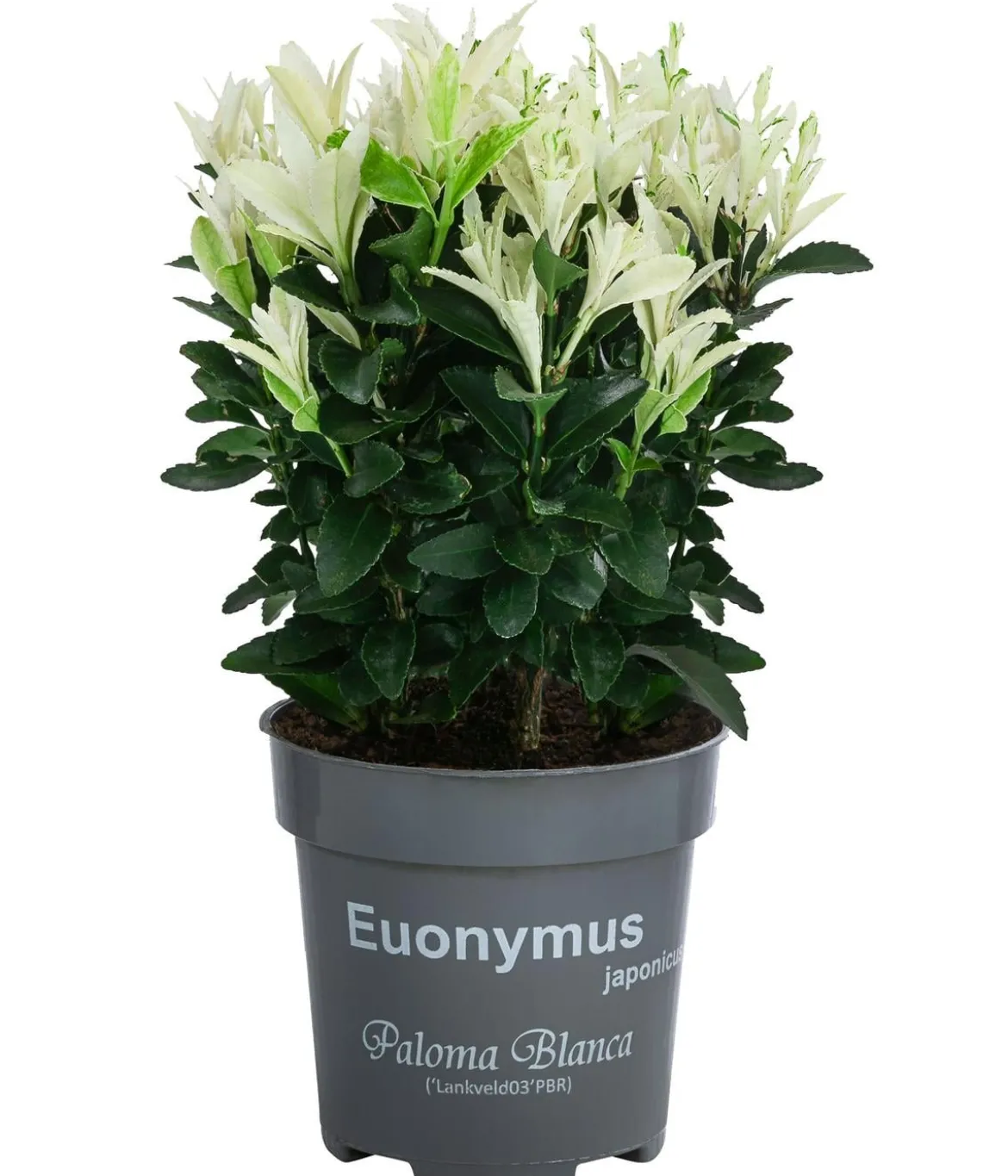 Kriech-Spindelstrauch 'Paloma Blanca'