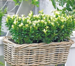 Kriech-Spindelstrauch 'Paloma Blanca'