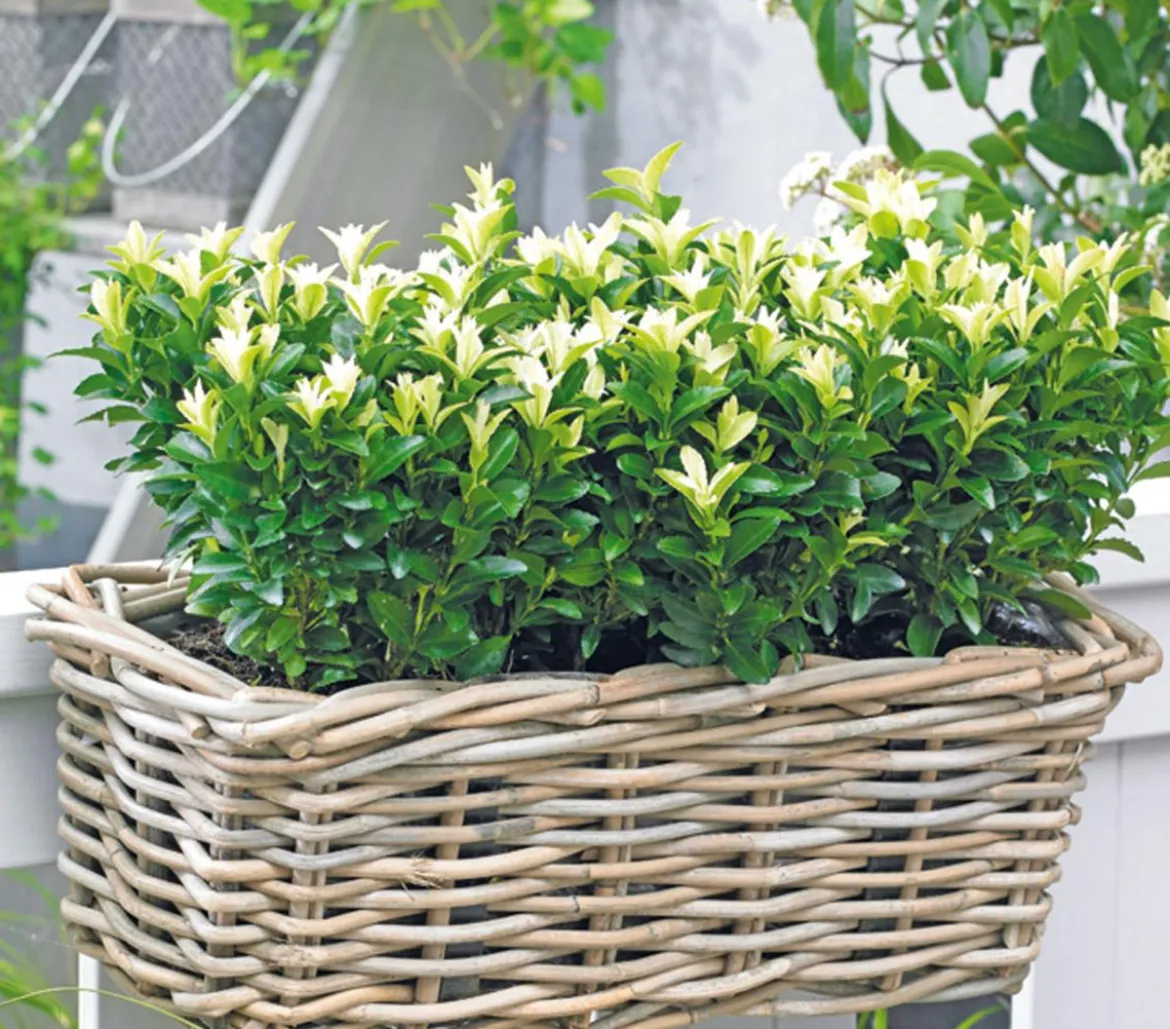 Kriech-Spindelstrauch 'Paloma Blanca'