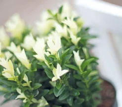 Kriech-Spindelstrauch 'Paloma Blanca'
