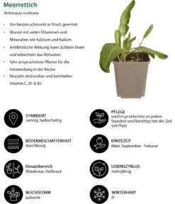 Kräuter-Set Aroma-Spezialisten, 3-teilig