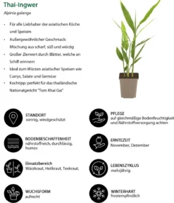 Kräuter-Set Aroma-Spezialisten, 3-teilig