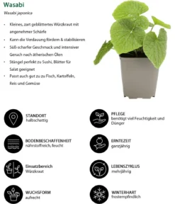 Kräuter-Set Aroma-Spezialisten, 3-teilig