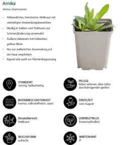 Kräuter-Set Bienenkräuter, 6-teilig