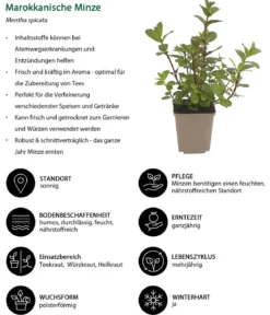 Kräuter-Set Dufterlebnis, 6-teilig
