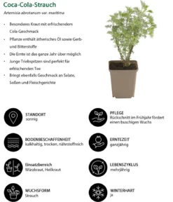 Kräuter-Set Dufterlebnis, 6-teilig