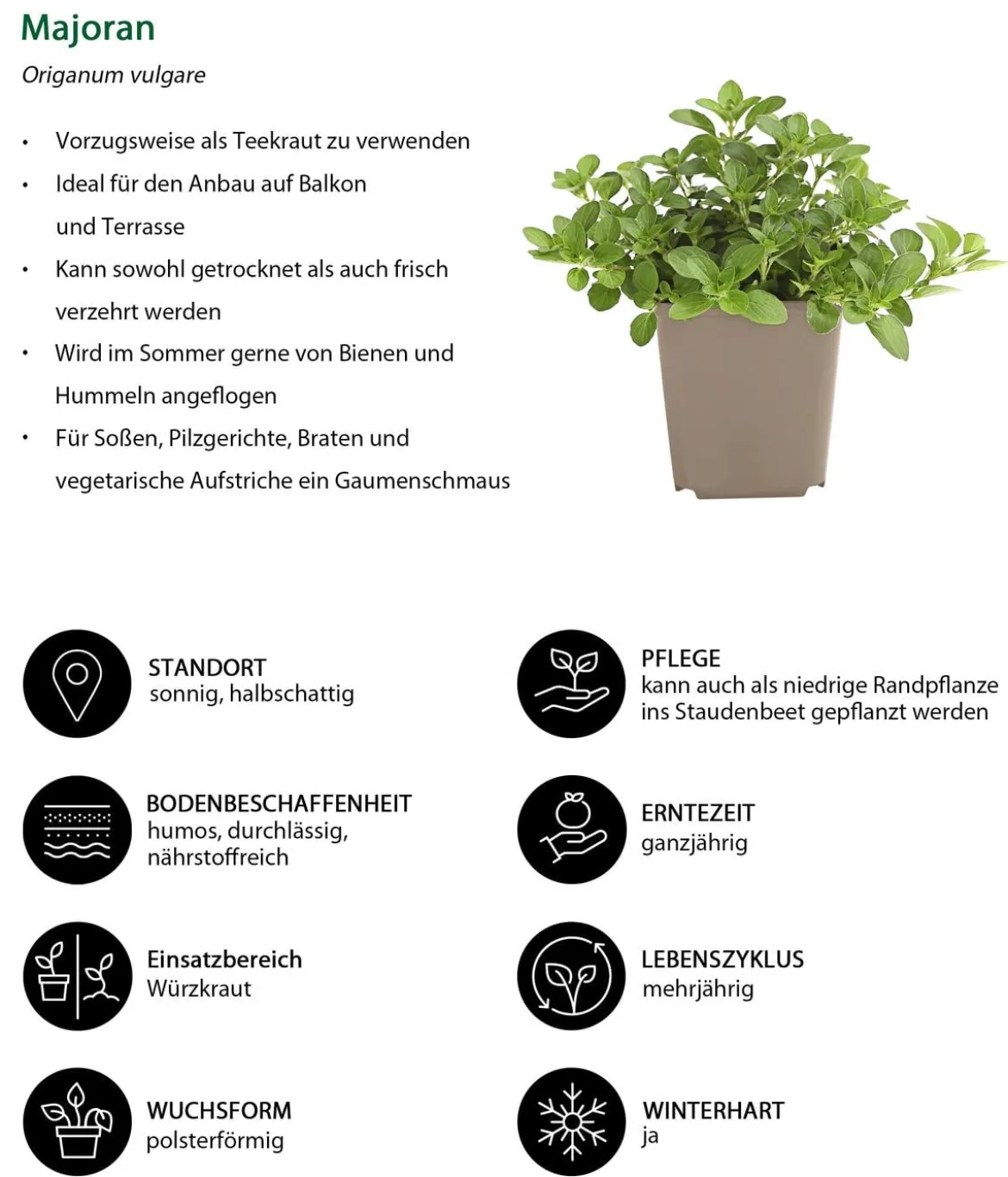 Kräuter-Set Feinschmecker, 6-teilig