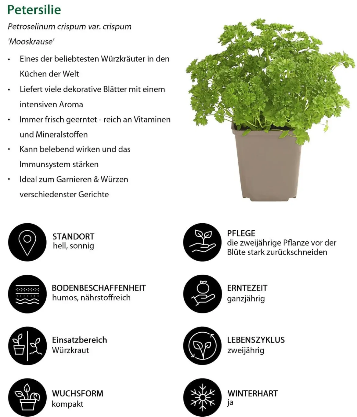 Kräuter-Set Feinschmecker, 6-teilig
