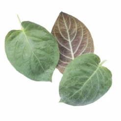 Käsepflanze