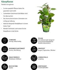Käsepflanze