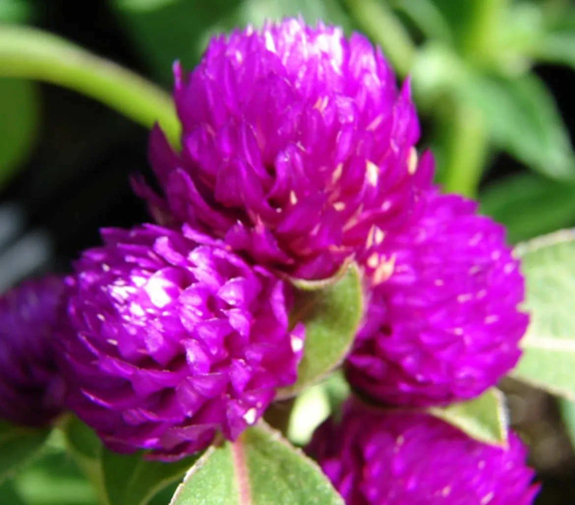 Kugelamaranth