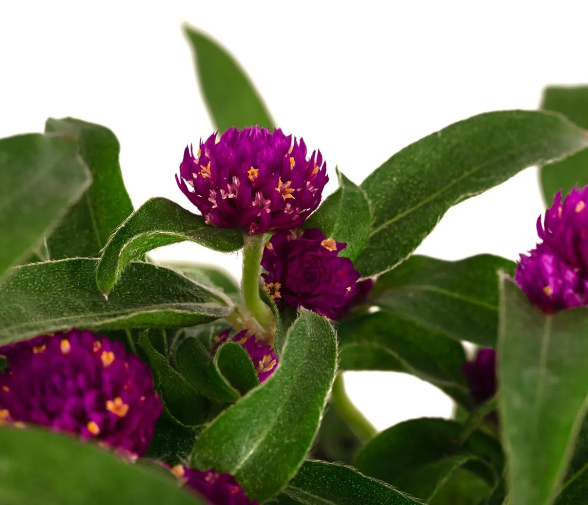 Kugelamaranth