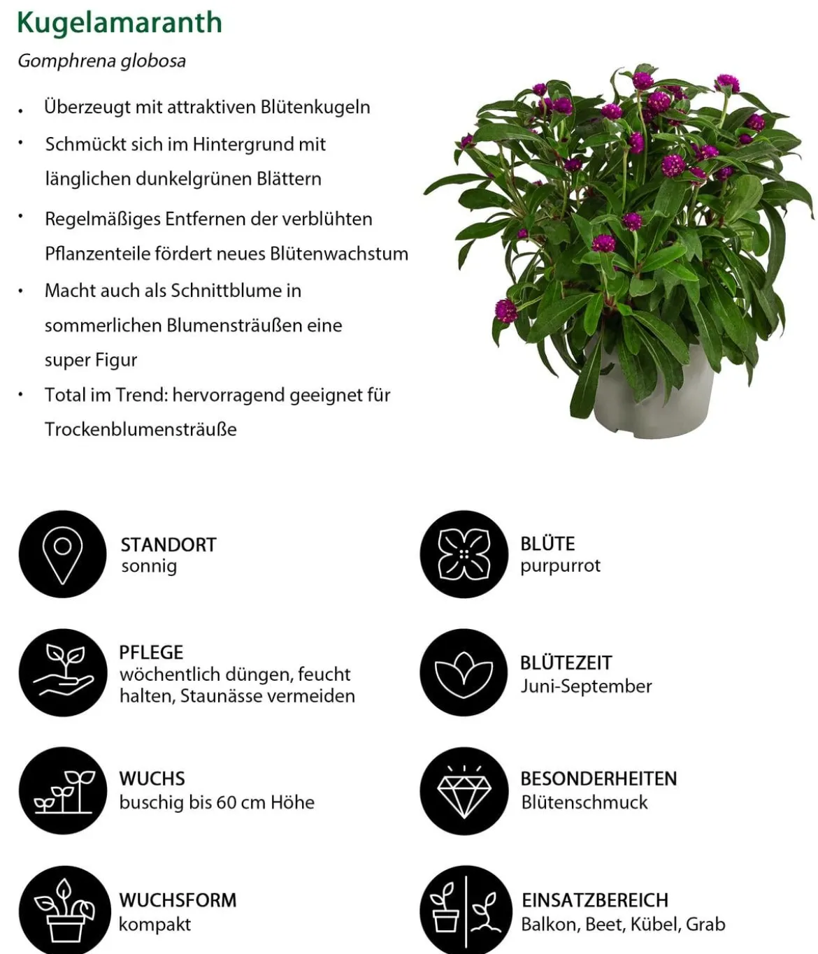 Kugelamaranth