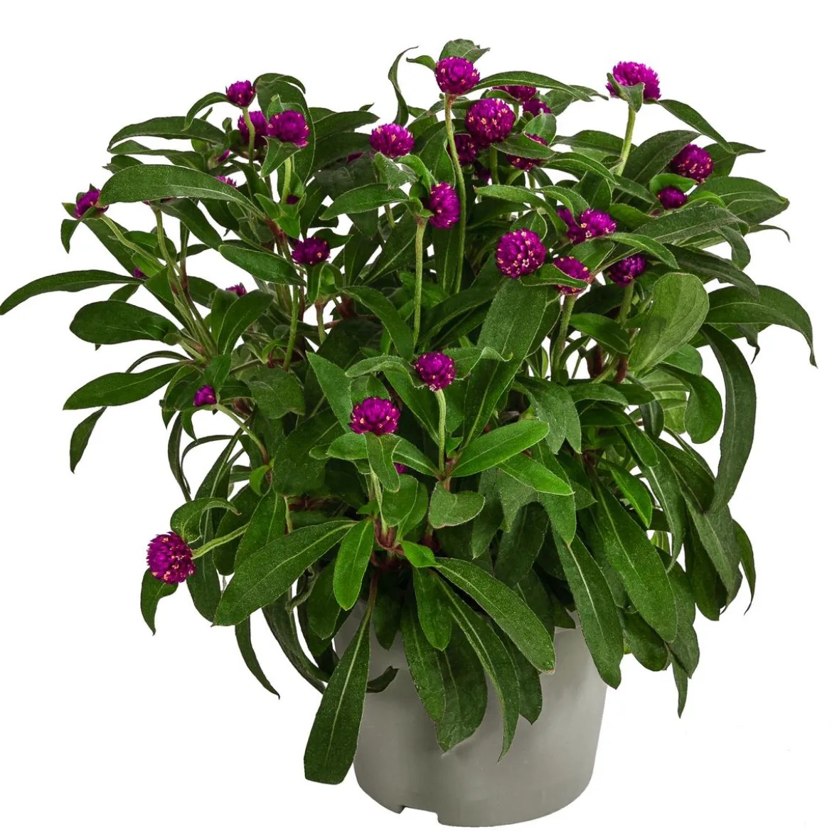 Kugelamaranth