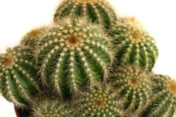 Kugelkaktus - Eriocactus warasii