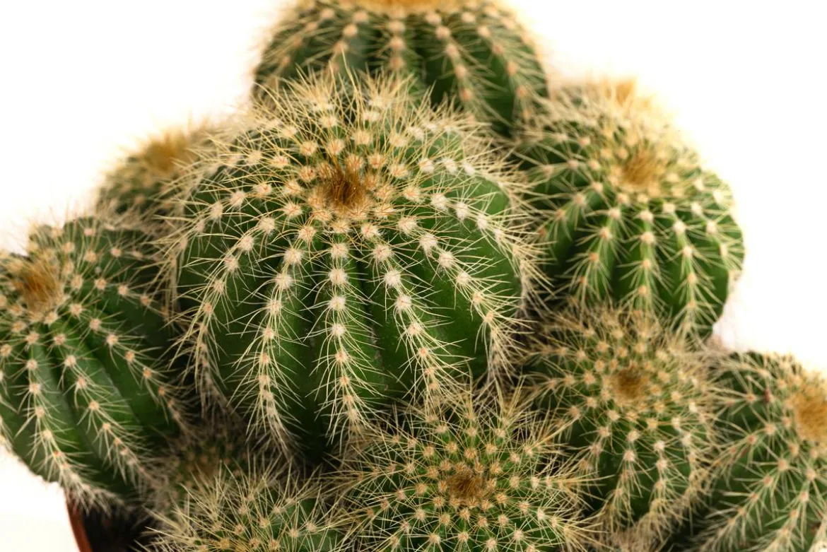 Kugelkaktus - Eriocactus warasii