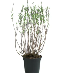 Kugelweide 'Nana'
