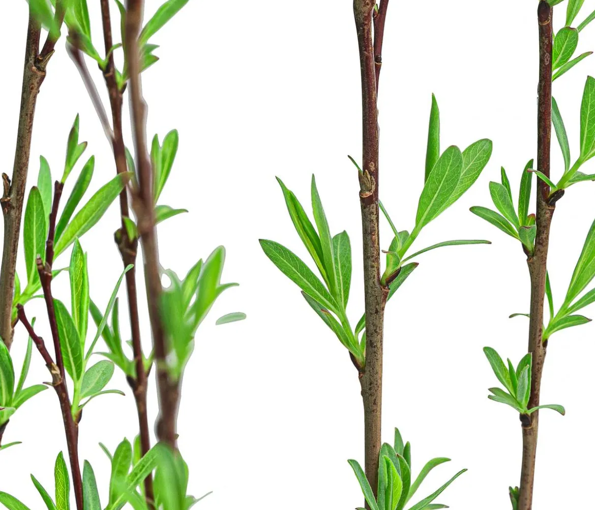 Kugelweide 'Nana'