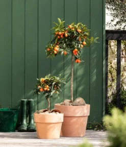 Kumquat