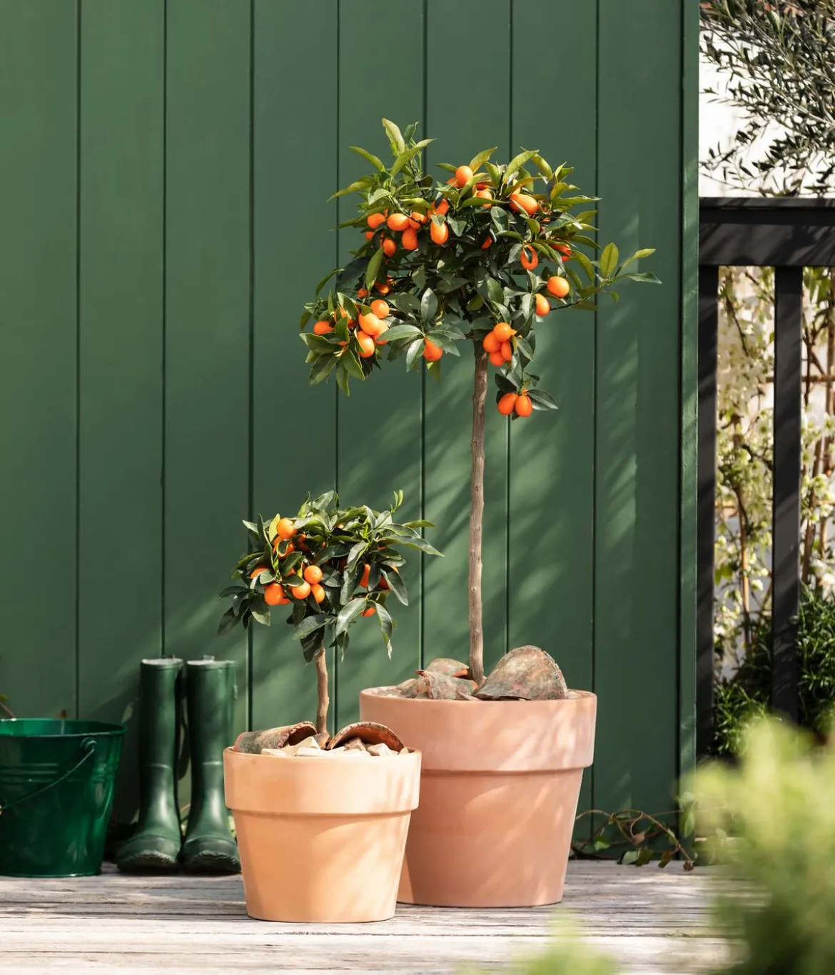 Kumquat