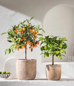Kumquat