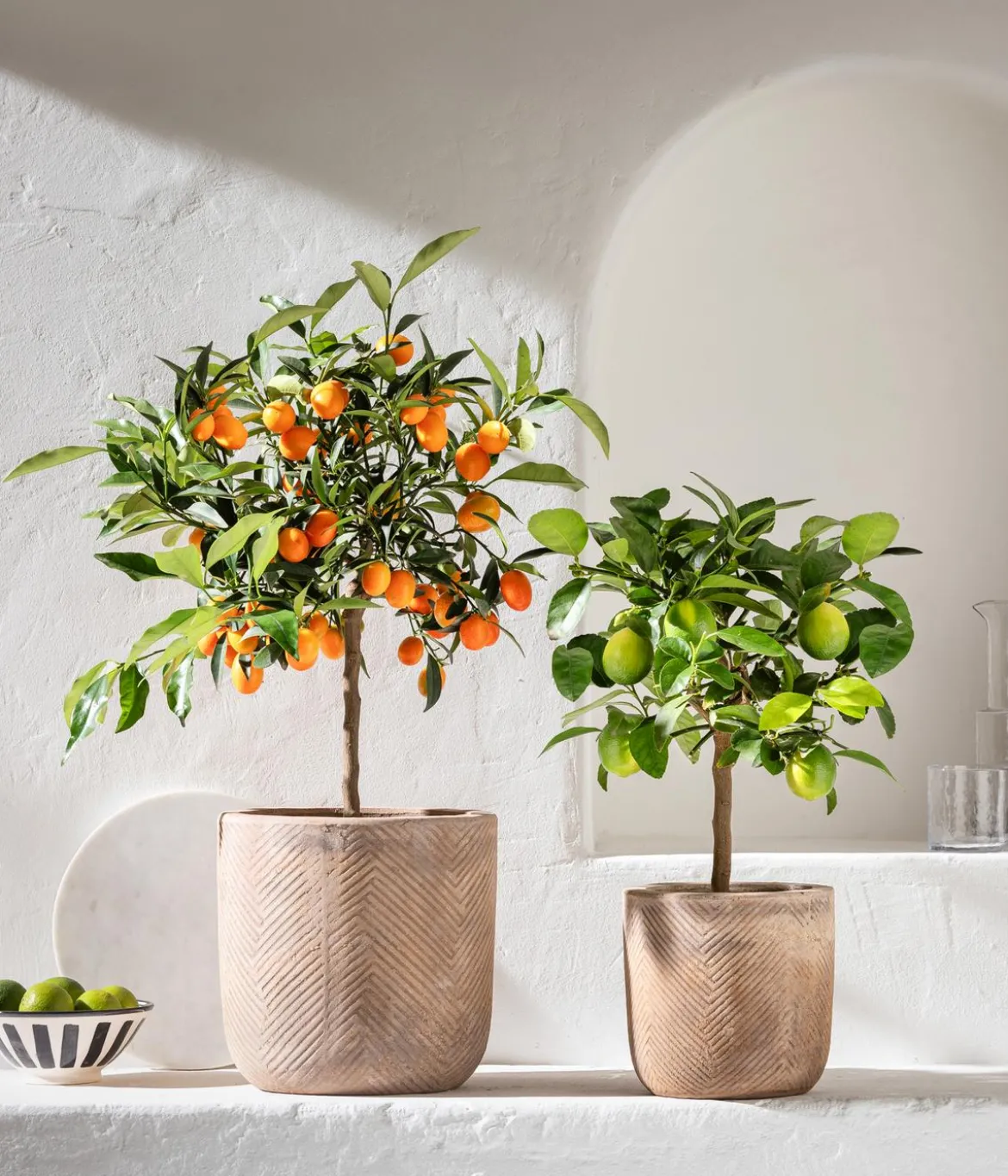 Kumquat