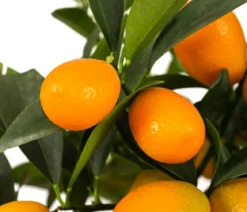 Kumquat