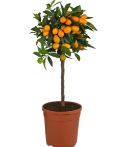 Kumquat