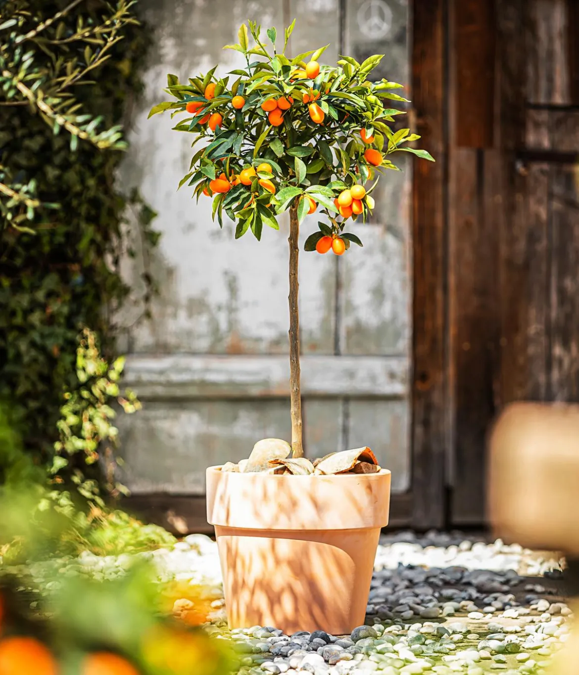 Kumquat